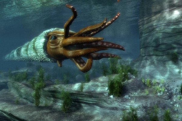 Kraken 19 at