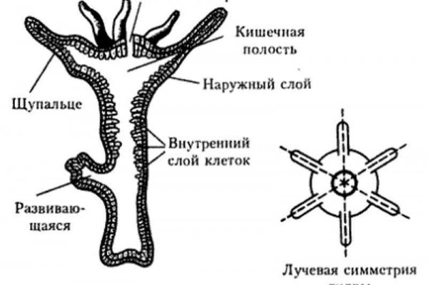 Кракен крипто